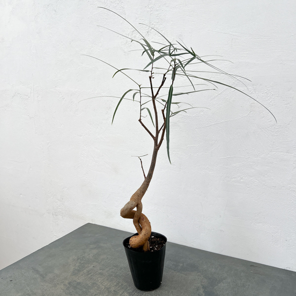 ブラキキトン（ボトルツリー）：ルペストリス　5号ロングポット