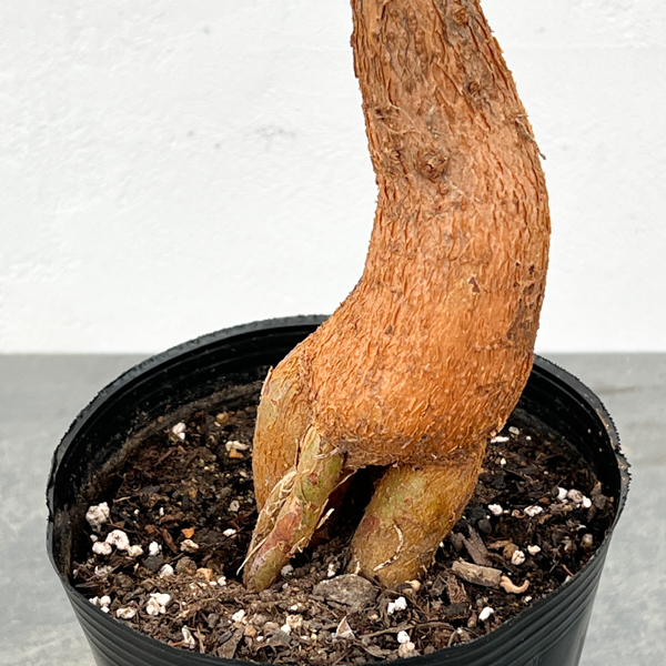 ブラキキトン（ボトルツリー）：ルペストリス　5号ロングポット