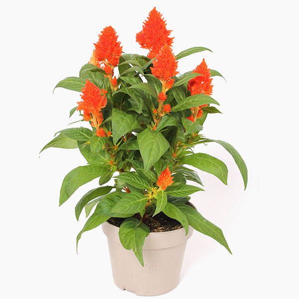 セロシア:ケロスファイヤ・オレンジ3-3.5号ポット