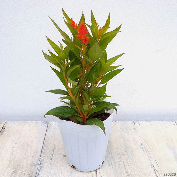 セロシア:ケロスファイヤ・オレンジ3-3.5号ポット