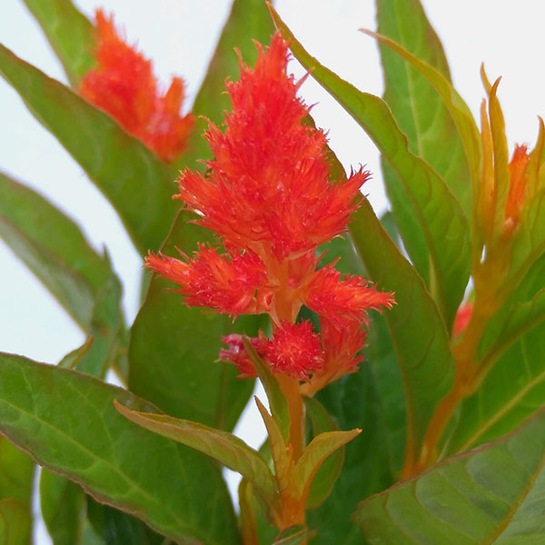 セロシア:ケロスファイヤ・オレンジ3-3.5号ポット