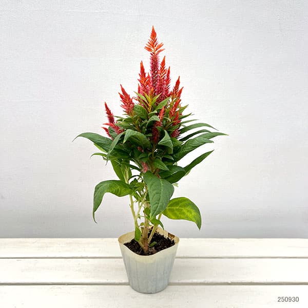 セロシア:ケロスファイヤ・オレンジ3-3.5号ポット