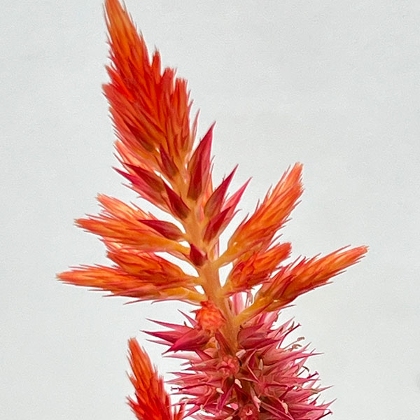 セロシア:ケロスファイヤ・オレンジ3-3.5号ポット