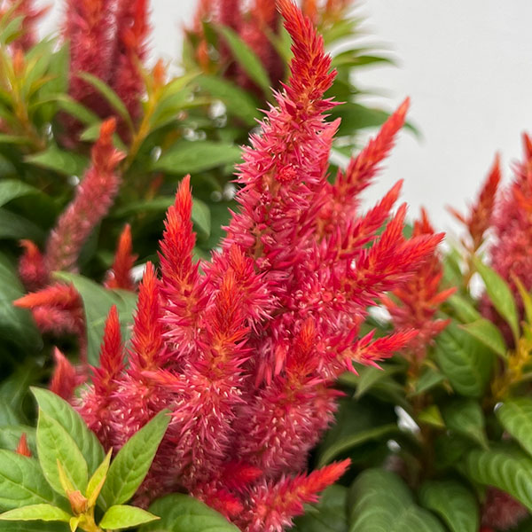 セロシア:ケロスファイヤ・オレンジ3-3.5号ポット