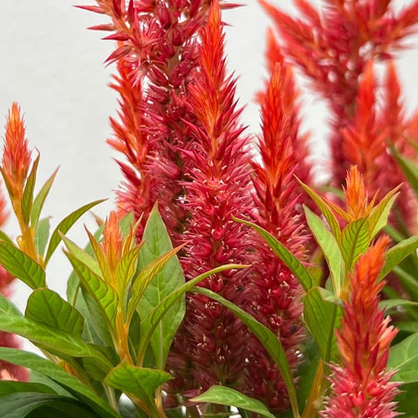 セロシア:ケロスファイヤ・オレンジ3-3.5号ポット