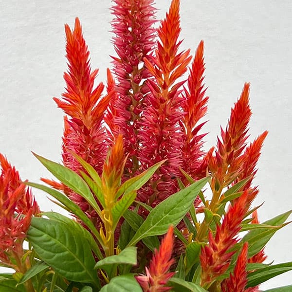 セロシア:ケロスファイヤ・オレンジ3-3.5号ポット