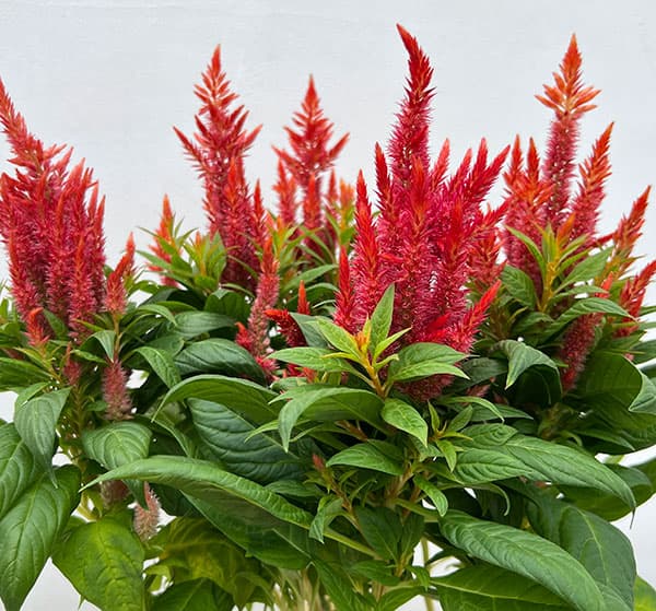 セロシア:ケロスファイヤ・オレンジ3-3.5号ポット