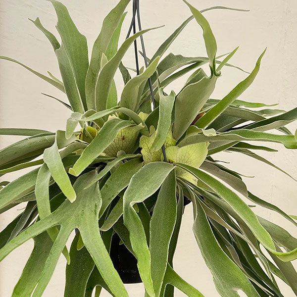 [ザ・ファームセレクト]ビカクシダ（コウモリラン）：ベイチー　7号吊り鉢**