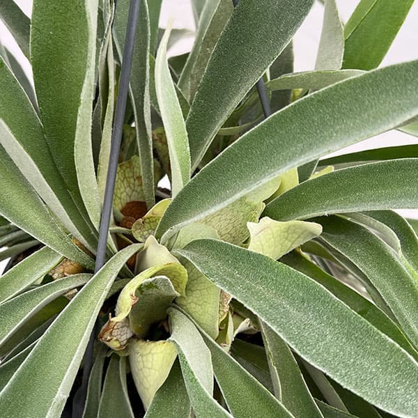 [ザ・ファームセレクト]ビカクシダ（コウモリラン）：ベイチー　7号吊り鉢**