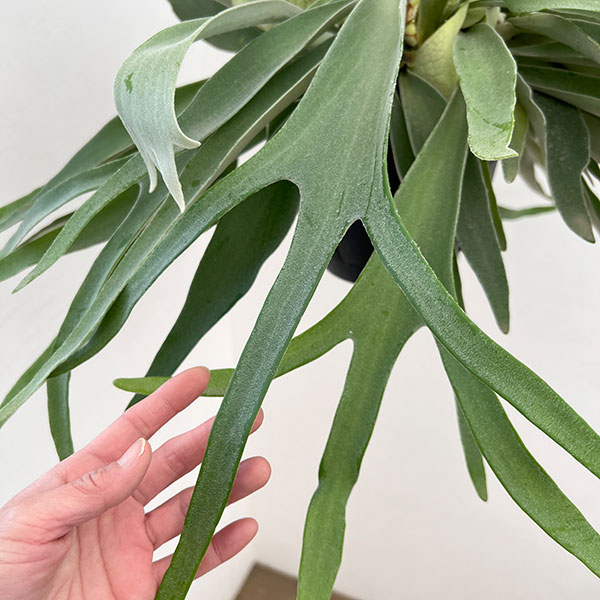 [ザ・ファームセレクト]ビカクシダ（コウモリラン）：ベイチー　7号吊り鉢**