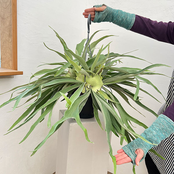 [ザ・ファームセレクト]ビカクシダ（コウモリラン）：ベイチー　7号吊り鉢**