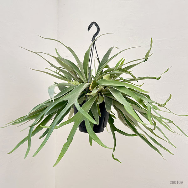 [ザ・ファームセレクト]ビカクシダ（コウモリラン）：ベイチー　7号吊り鉢**