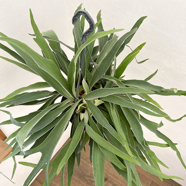 [ザ・ファームセレクト]ビカクシダ（コウモリラン）：ベイチー　7号吊り鉢**