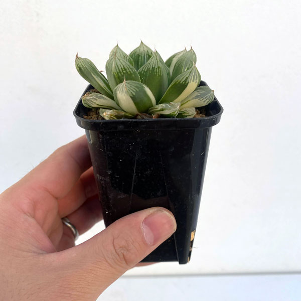 園芸ネット本店｜ハオルチア えびす錦 2.5号 22－01 の通販【公式】