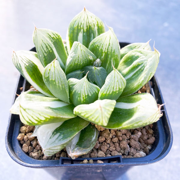 園芸ネット本店｜ハオルチア えびす錦 2.5号 22－01 の通販【公式】