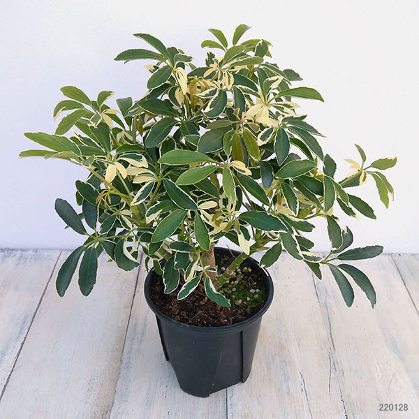 シェフレラ:ムーンドロップ 3.5号