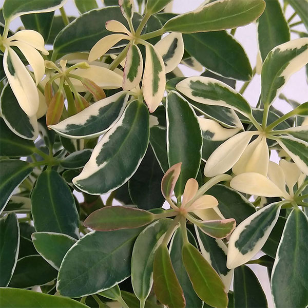 シェフレラ:ムーンドロップ 3.5号