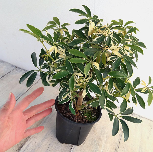 シェフレラ:ムーンドロップ 3.5号