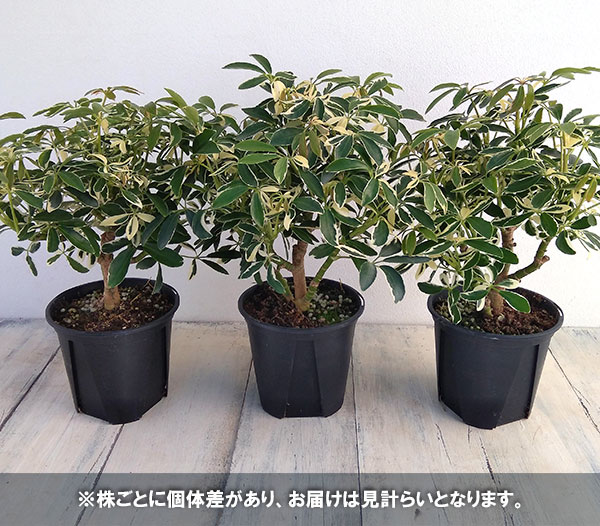 シェフレラ:ムーンドロップ 3.5号