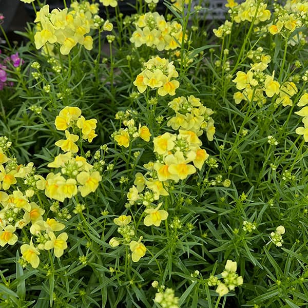 リナリア グッピー イエロー3.5号ポット