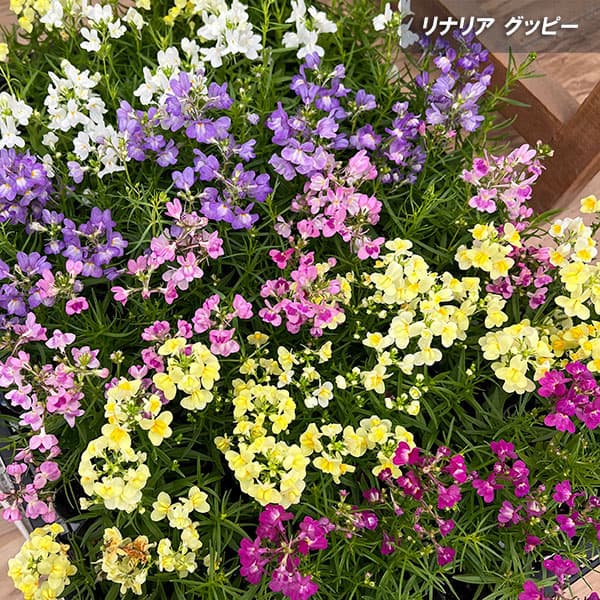 リナリア グッピー ピンク3.5号ポット