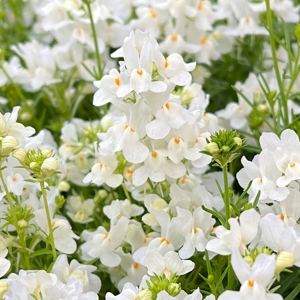 リナリア グッピー ホワイト3.5号ポット