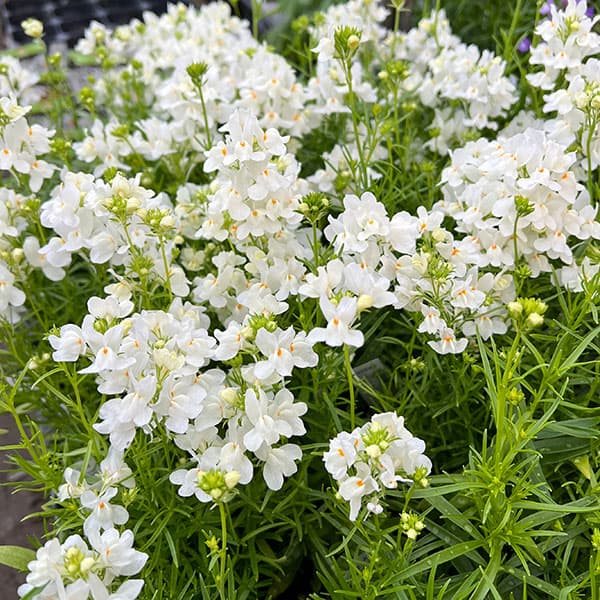 リナリア グッピー ホワイト3.5号ポット