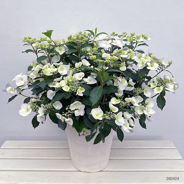 ラグランジア（アジサイ）：ブライダルシャワー大株・8号鉢植え