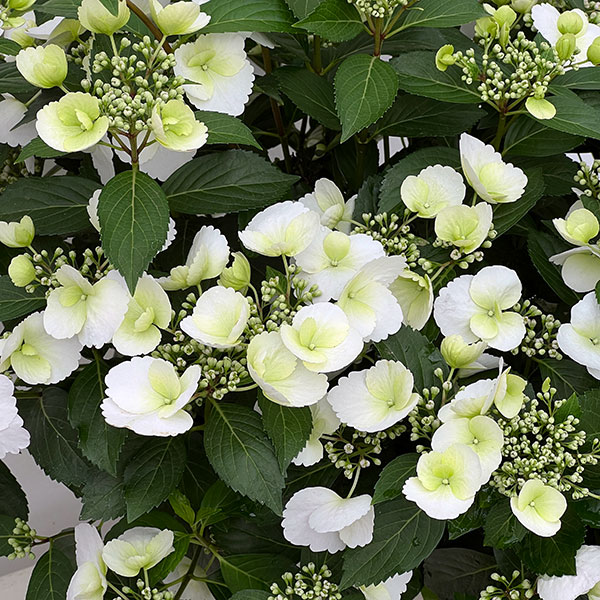 ラグランジア（アジサイ）：ブライダルシャワー大株・8号鉢植え