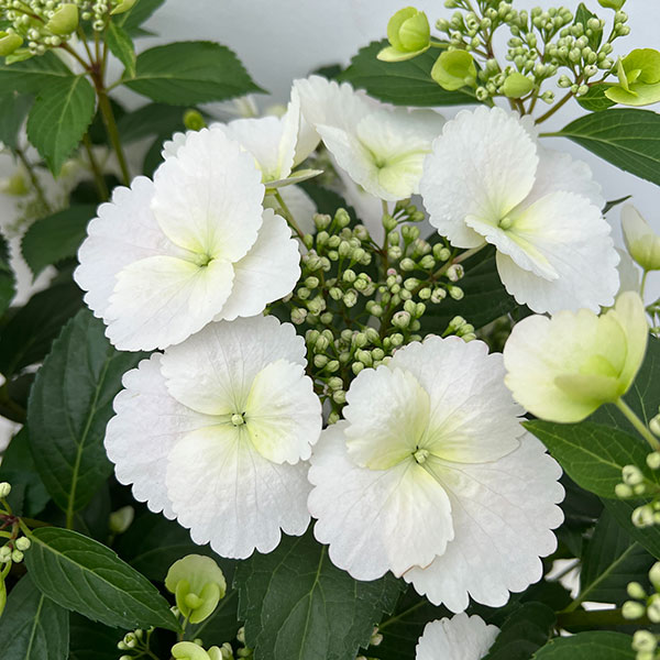 ラグランジア（アジサイ）：ブライダルシャワー大株・8号鉢植え