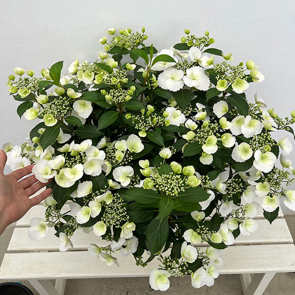 ラグランジア（アジサイ）：ブライダルシャワー大株・8号鉢植え