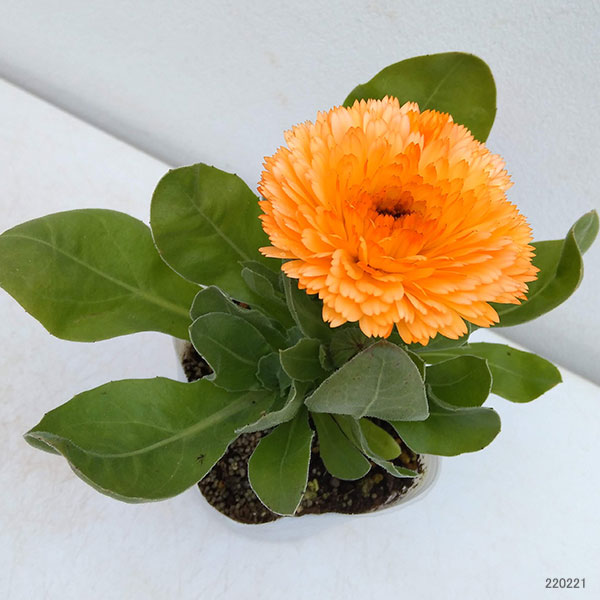 カレンデュラ（キンセンカ）：アプリコットツイスト3号ポット