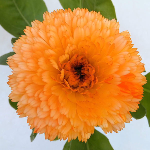 カレンデュラ（キンセンカ）：アプリコットツイスト3号ポット