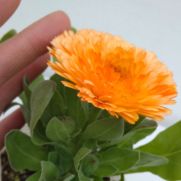 カレンデュラ（キンセンカ）：アプリコットツイスト3号ポット