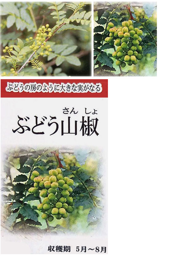 山椒(サンショウ):ブドウ山椒4号ポット