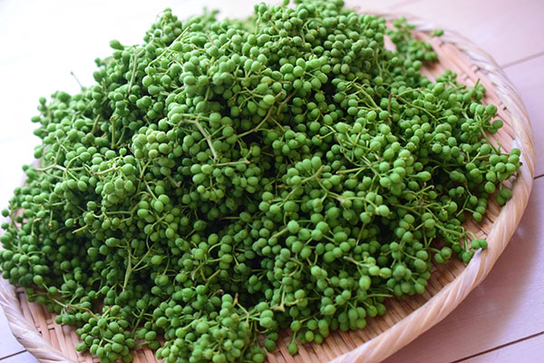 山椒(サンショウ):ブドウ山椒4号ポット