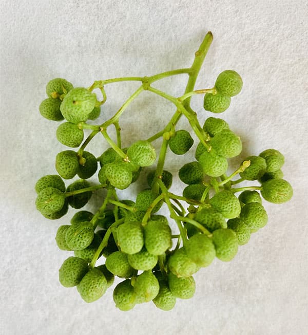 山椒(サンショウ):ブドウ山椒4号ポット