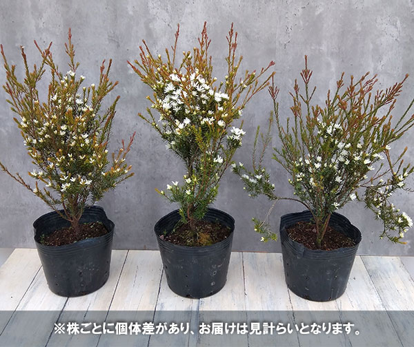 オージースノーブッシュ6号ポット