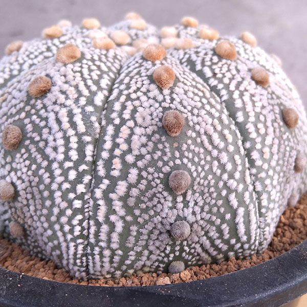 園芸ネット本店｜アストロフィツム 兜丸 4号 の通販【公式】