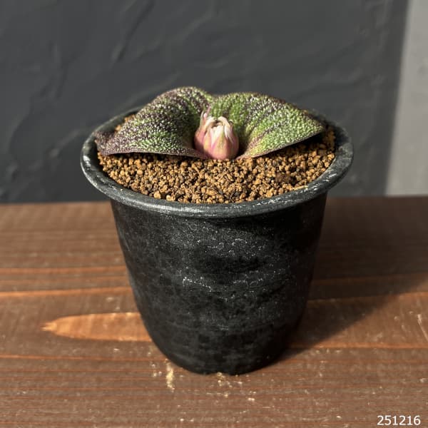 マッソニア:ロンギペス 3号鉢植え