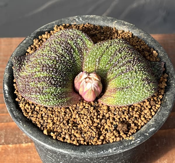 マッソニア:ロンギペス 3号鉢植え