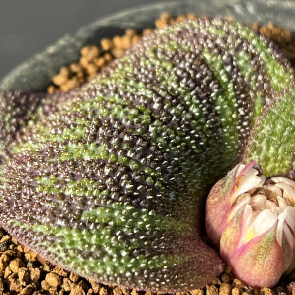 マッソニア:ロンギペス 3号鉢植え