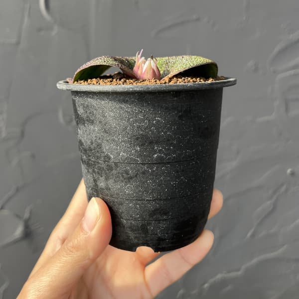 マッソニア:ロンギペス 3号鉢植え