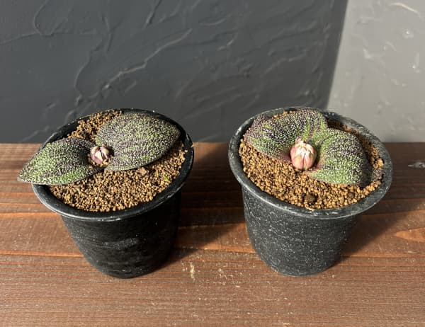 マッソニア:ロンギペス 3号鉢植え