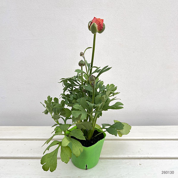 [送料無料]ラナンキュラス：エトワール花色アソート3.5号ポット 24株セット