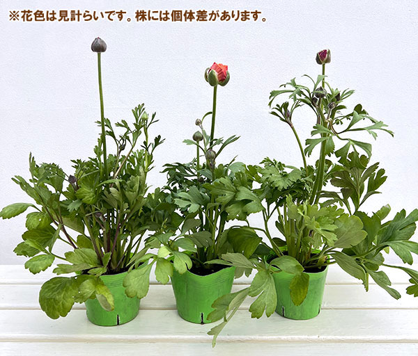 [送料無料]ラナンキュラス：エトワール花色アソート3.5号ポット 24株セット