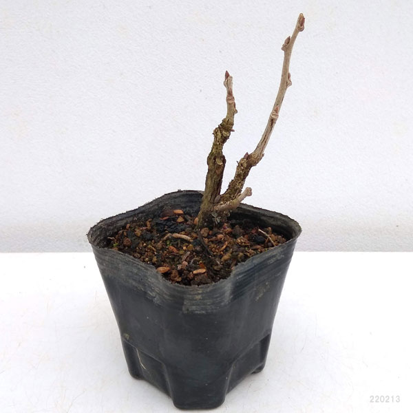 フジ（藤）：イッサイフジ（一歳藤・一才藤）3号ポット苗