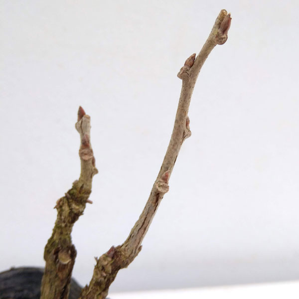 フジ（藤）：イッサイフジ（一歳藤・一才藤）3号ポット苗