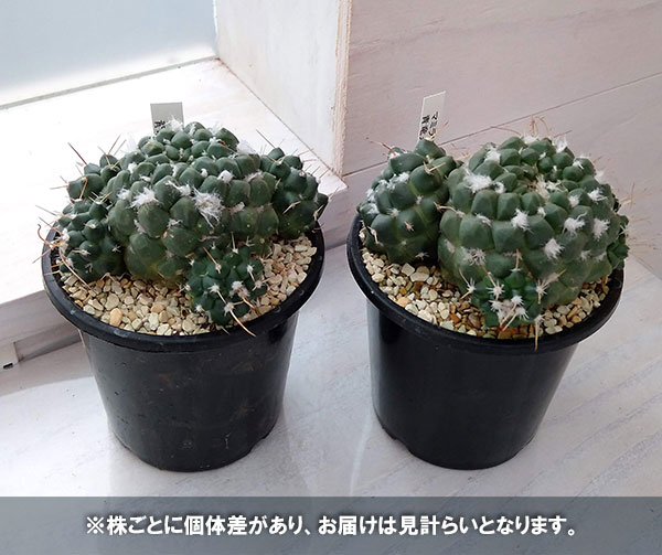 マミラリア 青竜丸 3号