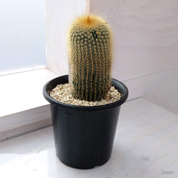 サボテン：金晃丸（キンコウマル）3号鉢植え*
